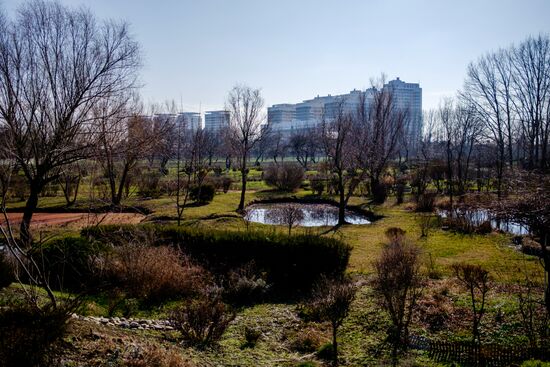Primrose plants bloom at Krasnodar Territory Botanical Garden