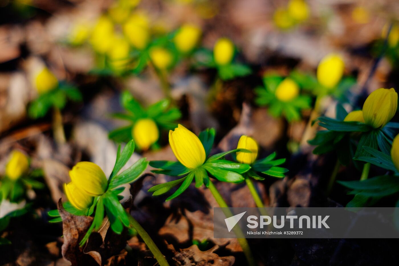 Primrose plants bloom at Krasnodar Territory Botanical Garden