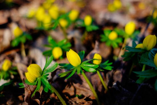 Primrose plants bloom at Krasnodar Territory Botanical Garden
