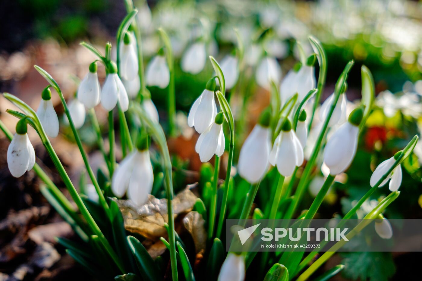 Primrose plants bloom at Krasnodar Territory Botanical Garden