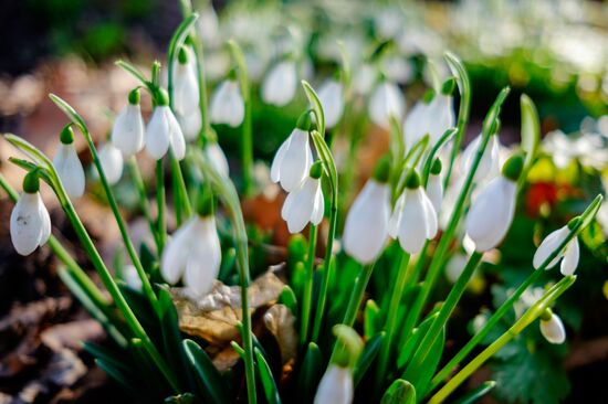Primrose plants bloom at Krasnodar Territory Botanical Garden