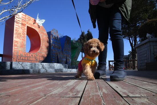 Korean Demilitarized Zone
