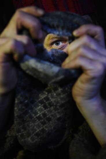 Hermit Hobbit
