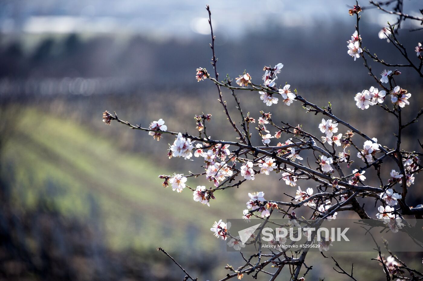 Russian regions. Crimea