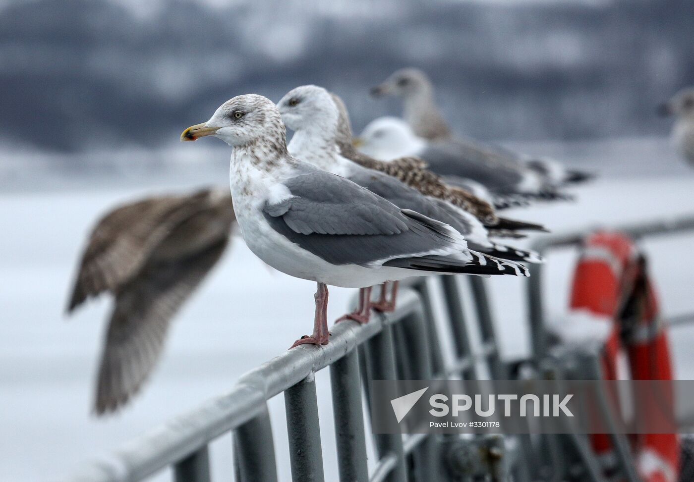 Russian aircraft carrier Admiral Kuznetsov of Northern Fleet