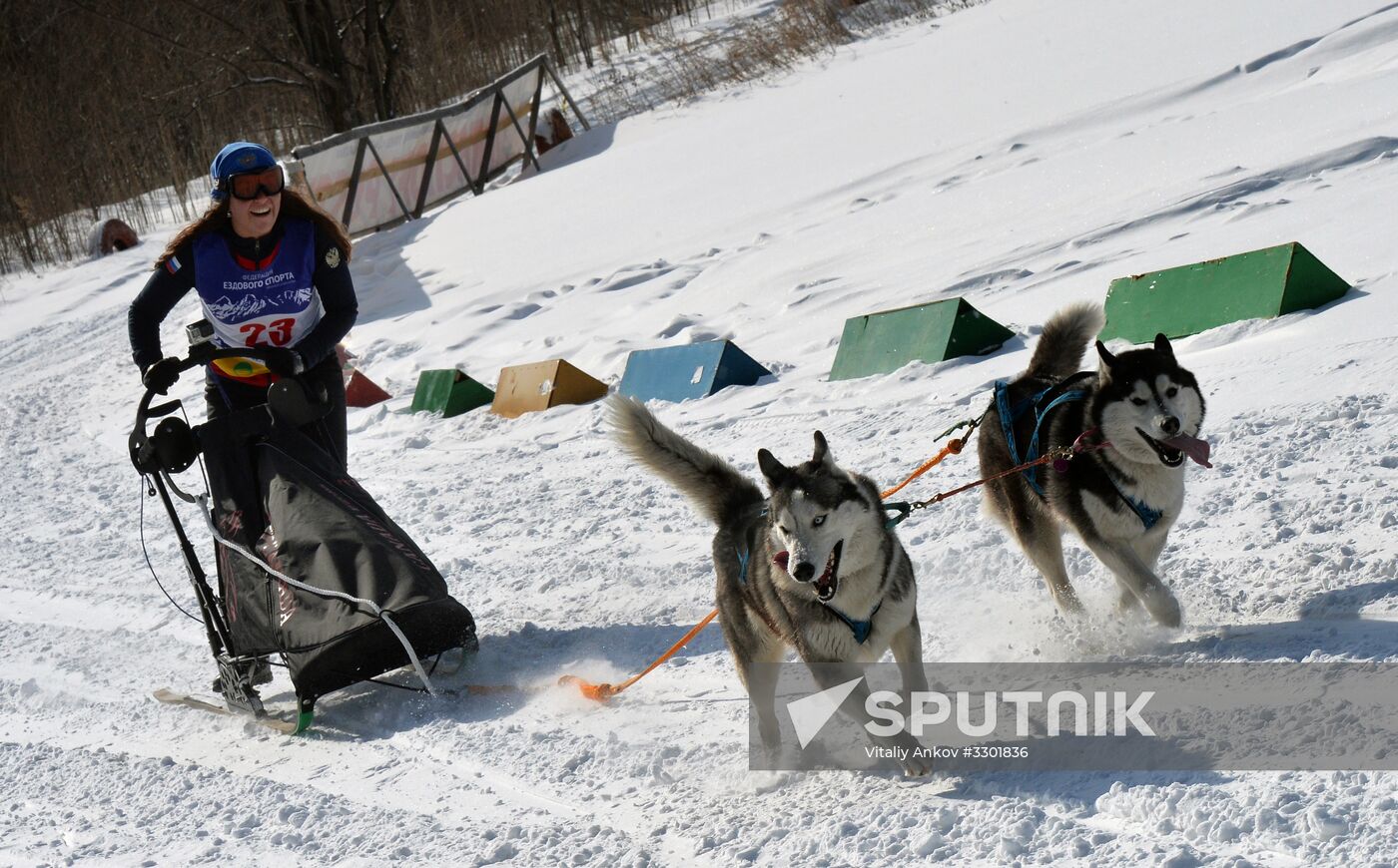 Open winter sleddog championship of Primorye Territory