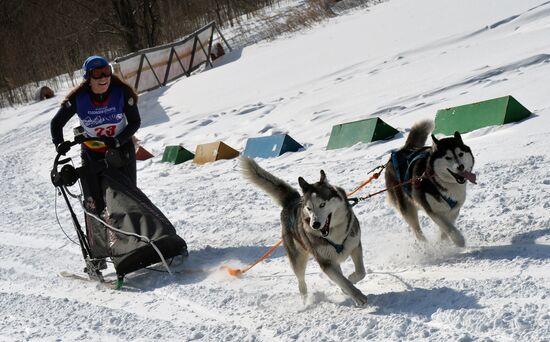 Open winter sleddog championship of Primorye Territory