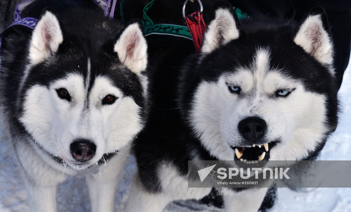 Open winter sleddog championship of Primorye Territory