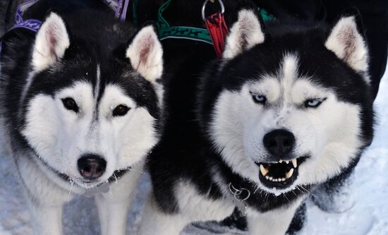 Open winter sleddog championship of Primorye Territory
