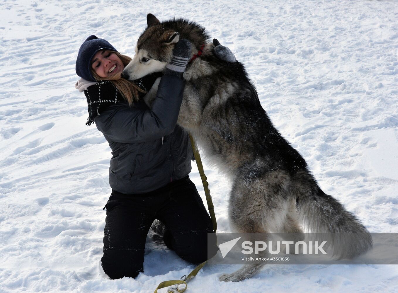 Open winter sleddog championship of Primorye Territory