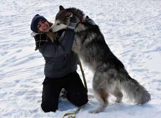 Open winter sleddog championship of Primorye Territory