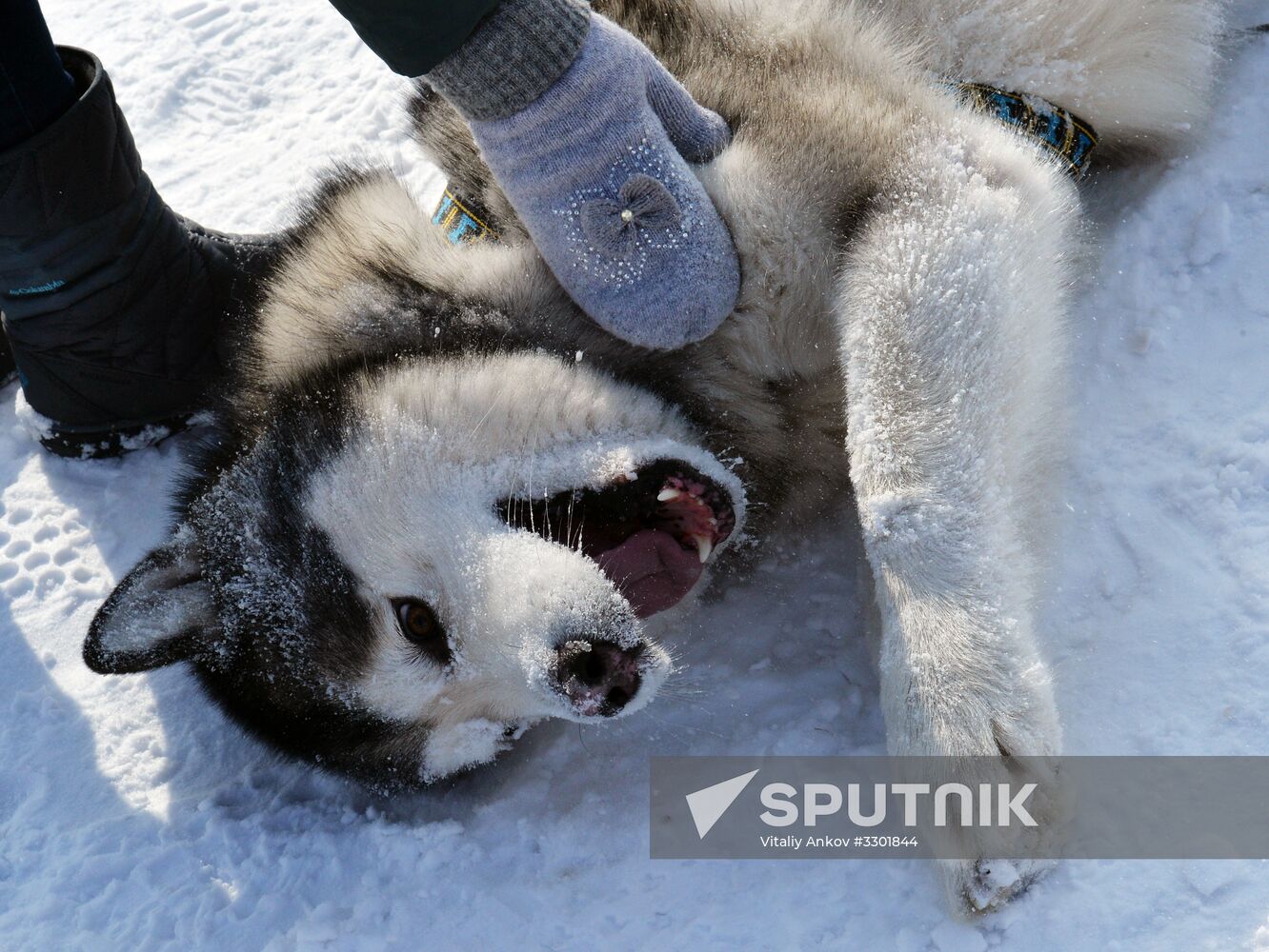 Open winter sleddog championship of Primorye Territory
