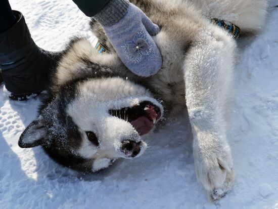 Open winter sleddog championship of Primorye Territory