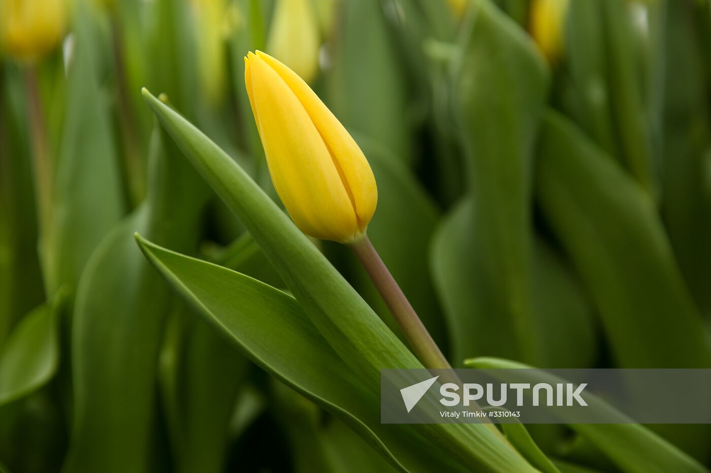 Growing tulips in Krasnodar Territory
