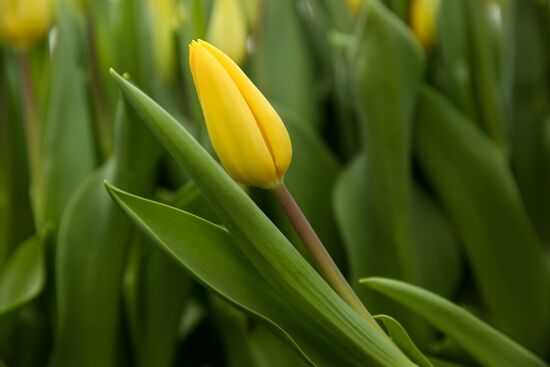 Growing tulips in Krasnodar Territory