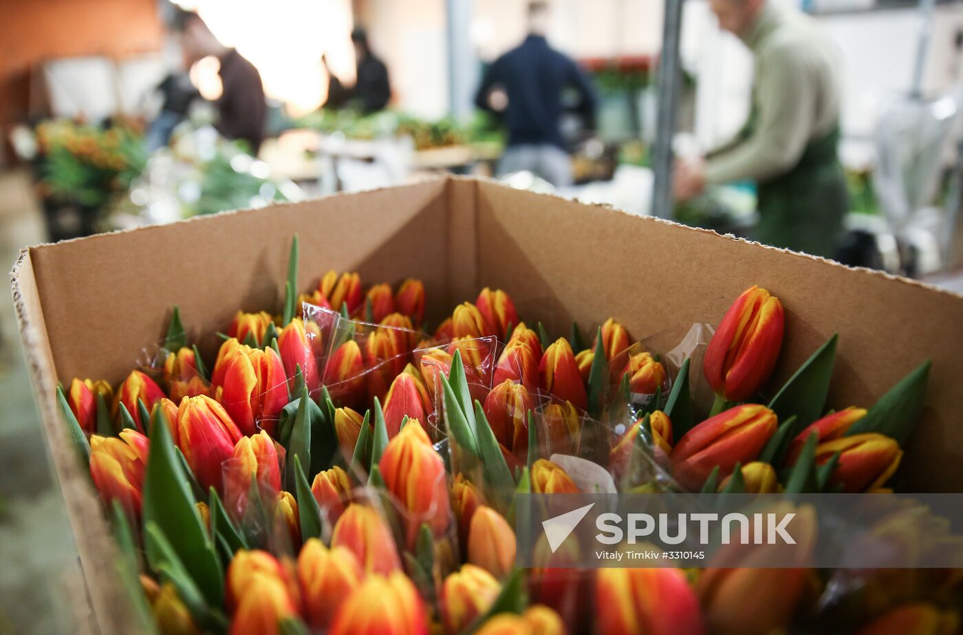 Growing tulips in Krasnodar Territory