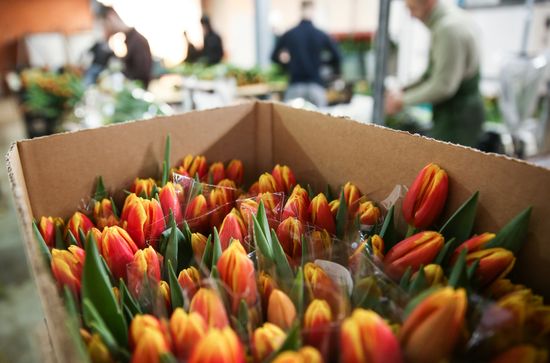 Growing tulips in Krasnodar Territory