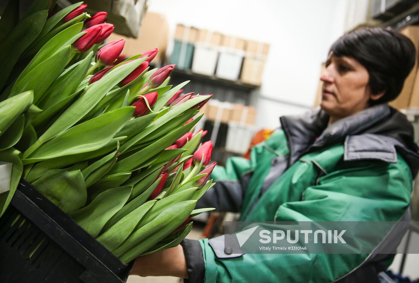Growing tulips in Krasnodar Territory