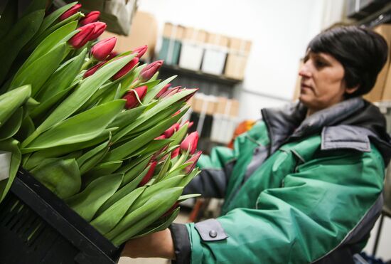 Growing tulips in Krasnodar Territory