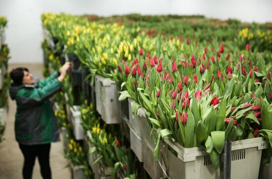 Growing tulips in Krasnodar Territory