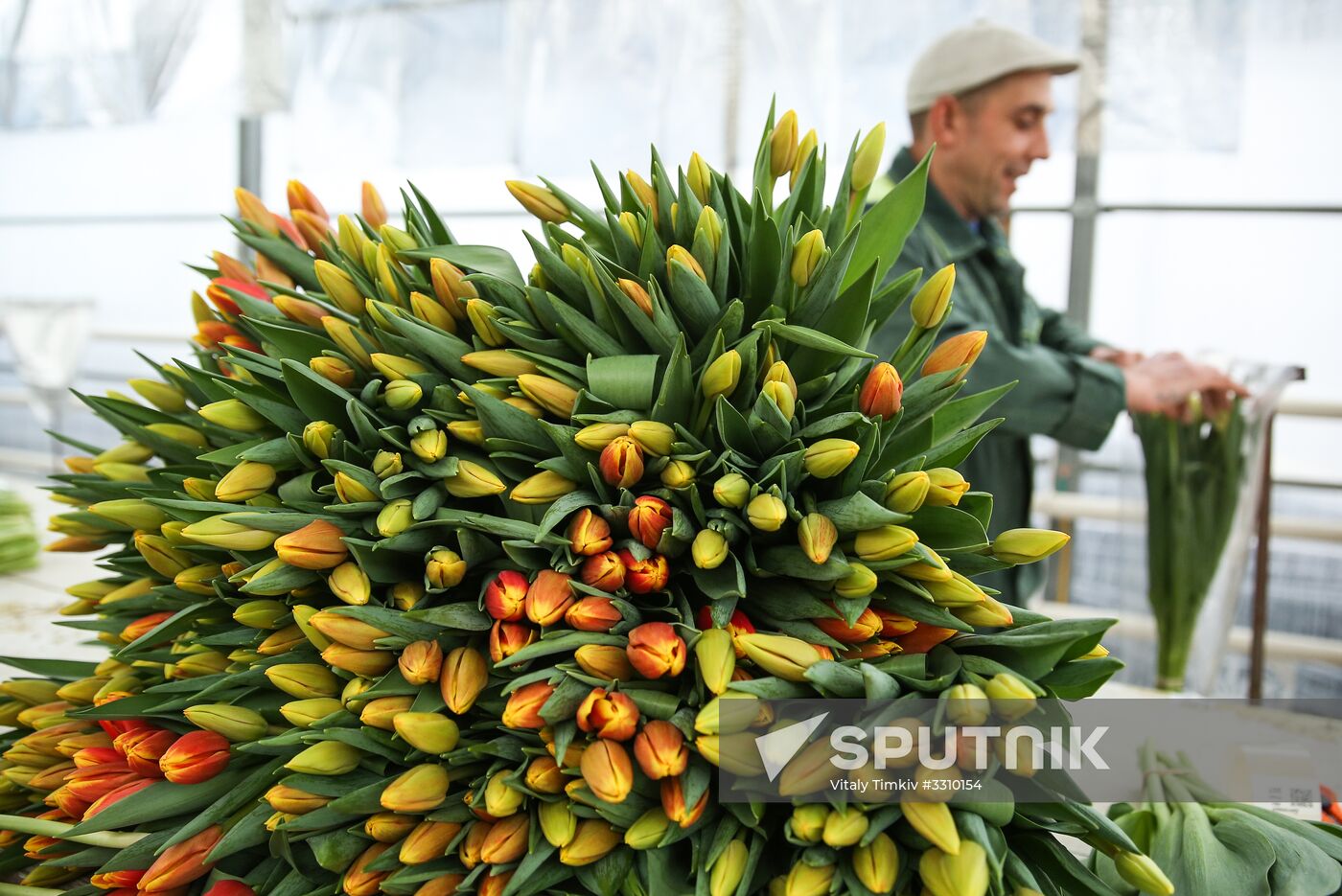 Growing tulips in Krasnodar Territory