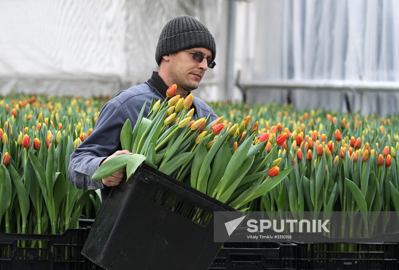 Growing tulips in Krasnodar Territory