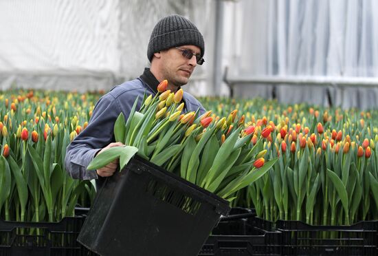 Growing tulips in Krasnodar Territory