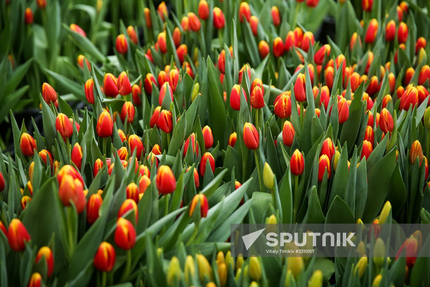 Growing tulips in Krasnodar Territory
