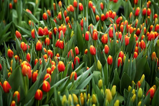 Growing tulips in Krasnodar Territory
