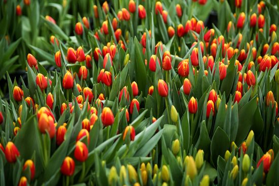 Growing tulips in Krasnodar Territory