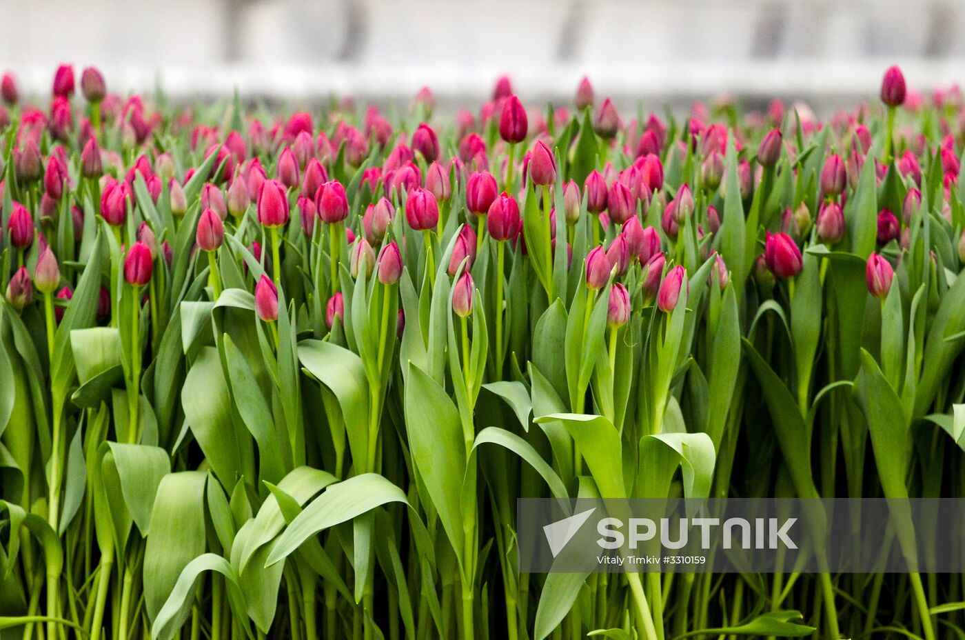Growing tulips in Krasnodar Territory