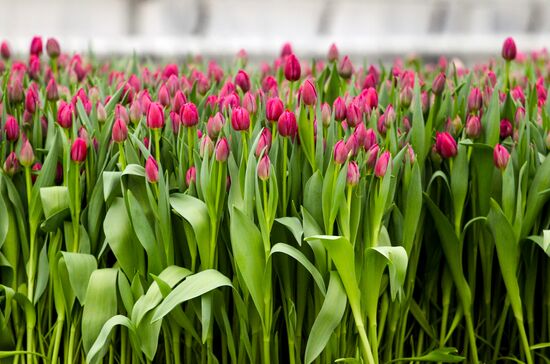 Growing tulips in Krasnodar Territory
