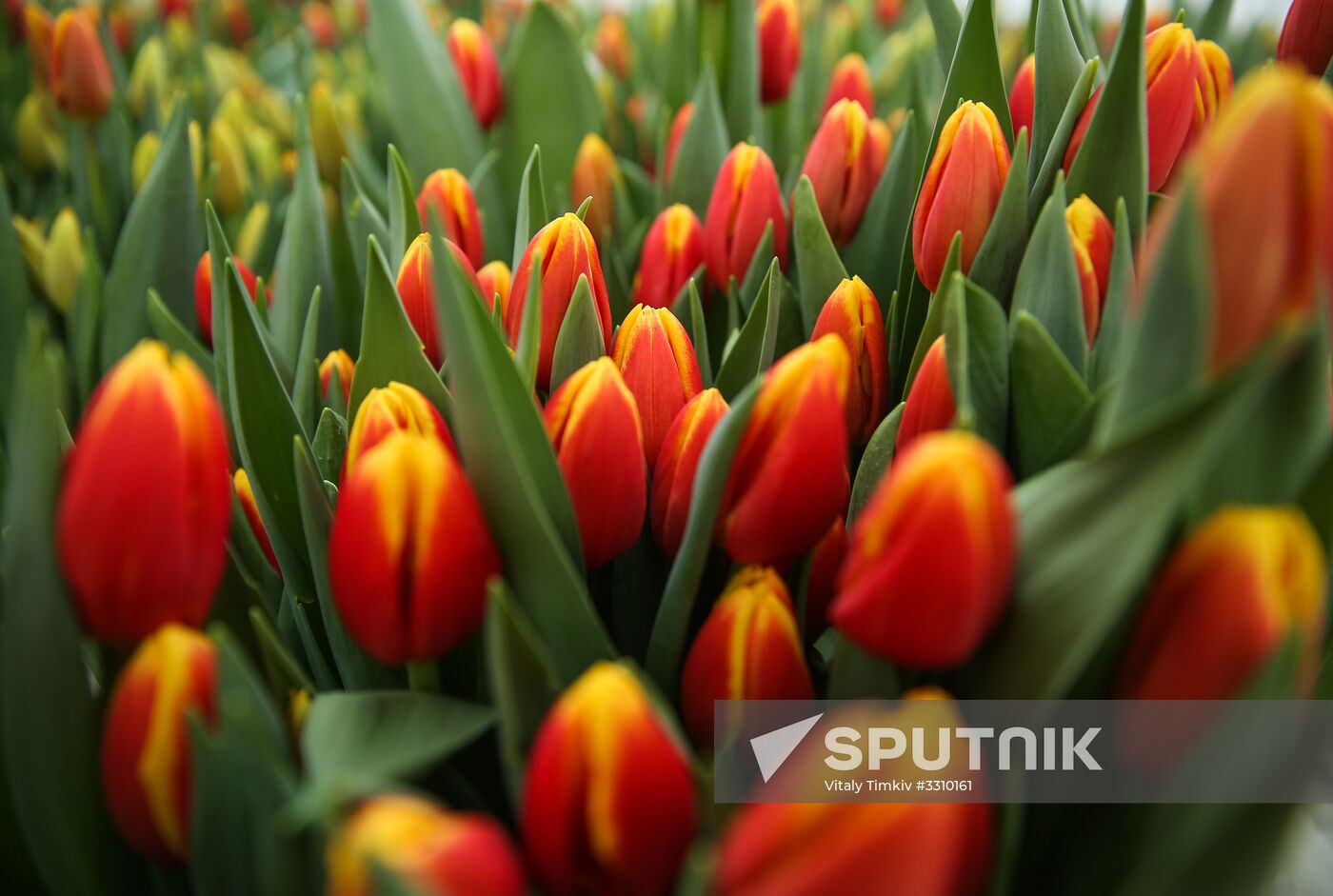 Growing tulips in Krasnodar Territory