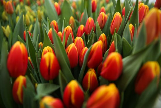 Growing tulips in Krasnodar Territory
