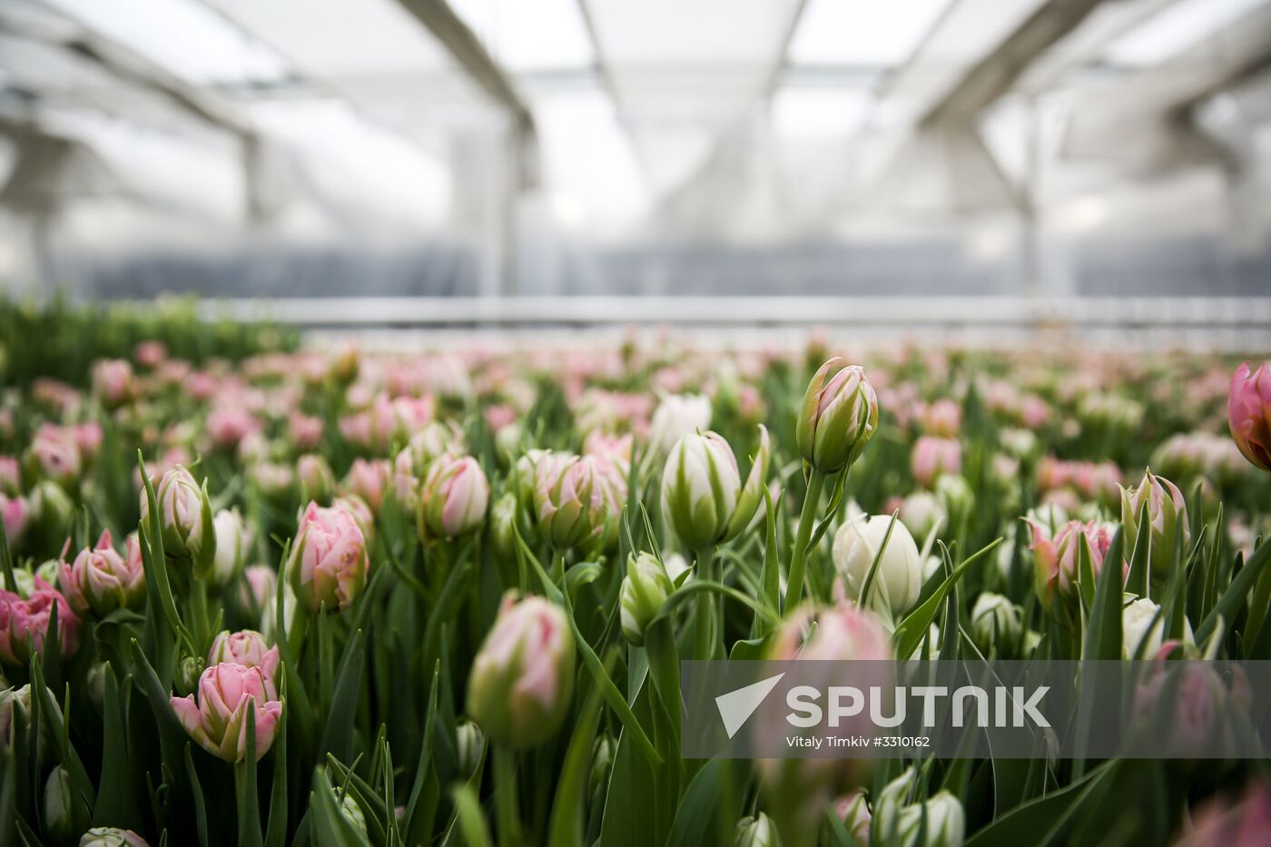 Growing tulips in Krasnodar Territory