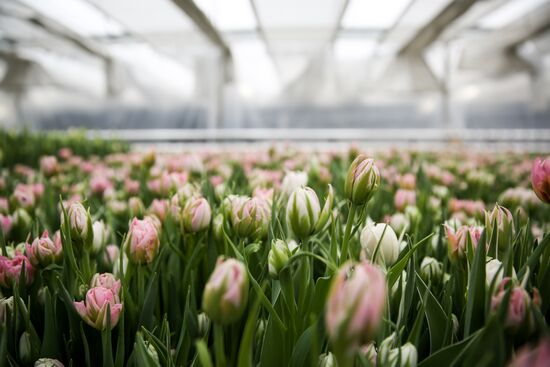 Growing tulips in Krasnodar Territory