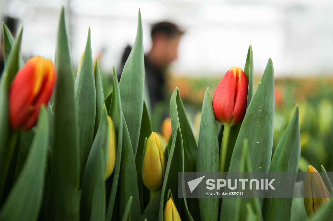 Growing tulips in Krasnodar Territory