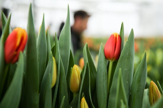 Growing tulips in Krasnodar Territory