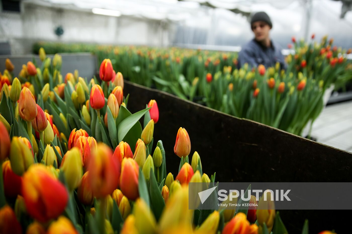 Growing tulips in Krasnodar Territory
