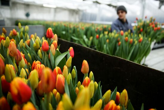 Growing tulips in Krasnodar Territory