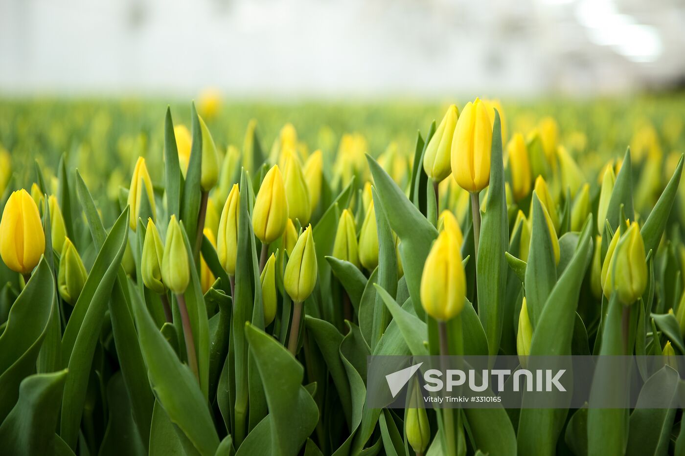 Growing tulips in Krasnodar Territory