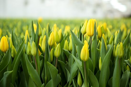 Growing tulips in Krasnodar Territory