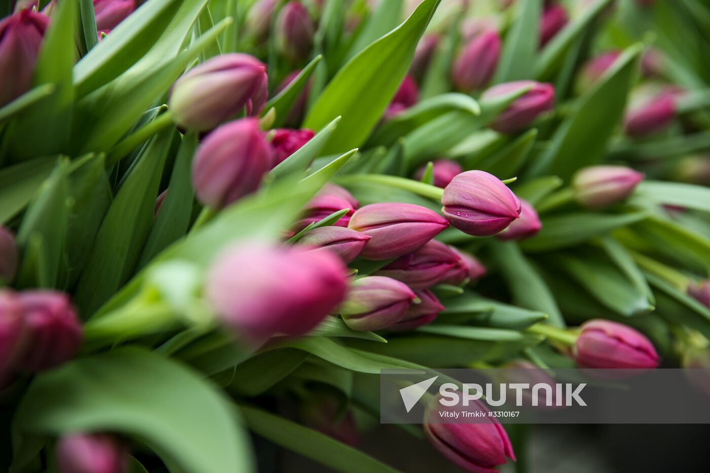 Growing tulips in Krasnodar Territory