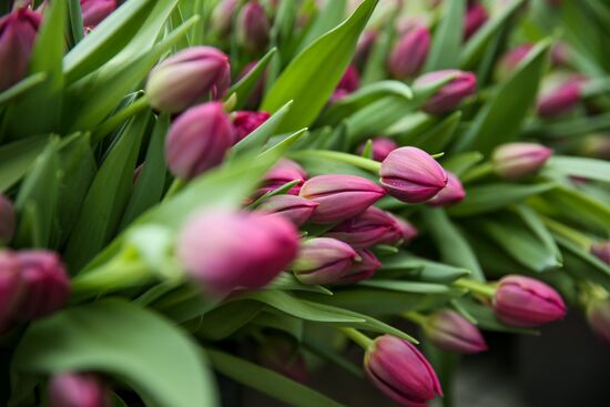 Growing tulips in Krasnodar Territory