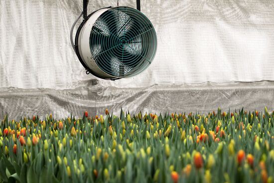 Growing tulips in Krasnodar Territory