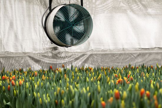 Growing tulips in Krasnodar Territory