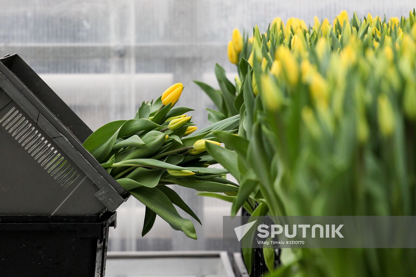 Growing tulips in Krasnodar Territory