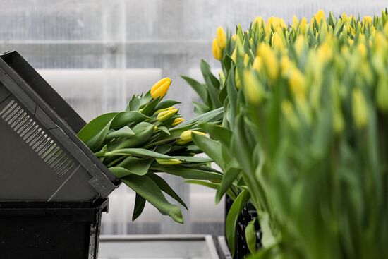 Growing tulips in Krasnodar Territory