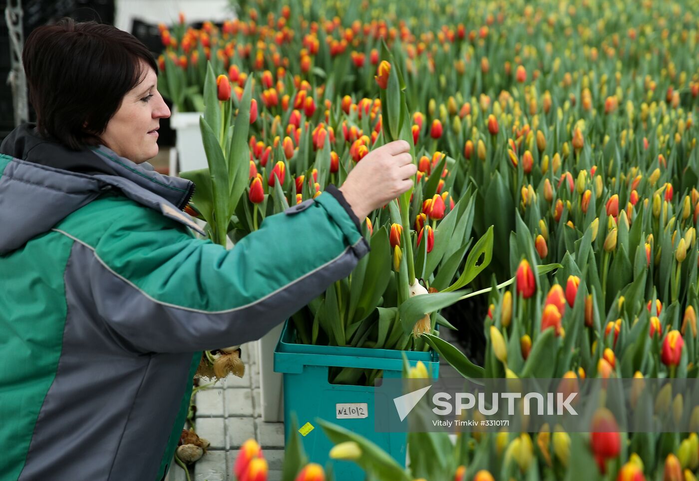Growing tulips in Krasnodar Territory