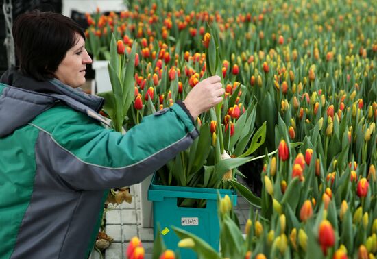 Growing tulips in Krasnodar Territory